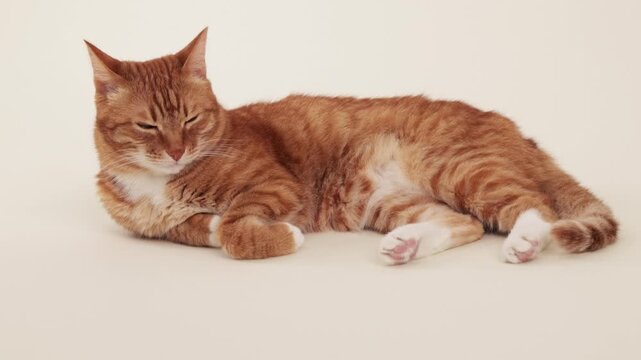 A ginger tabby cat lies lengthwise on a clean surface with its tail outstretched. The cat appears calm and at ease in the neutral setting.