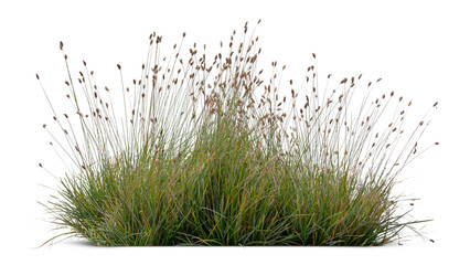 Ornamental grass from the moor grass family blooming isolated on white and transparent background