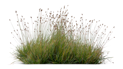 Ornamental grass from the moor grass family blooming isolated on white and transparent background