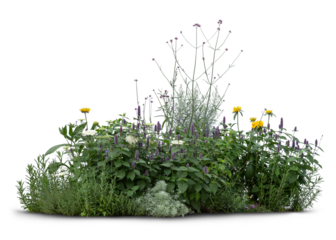 Flowerbed with different plants and flowers isolated on white and transparent background