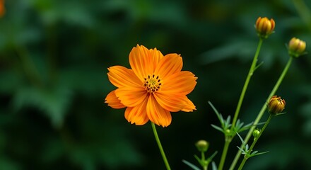 Close-up of a vibrant orange cosmos flower with blurred green foliage background