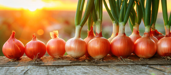 Fresh onions on wood at sunset, rural field background, harvest concept