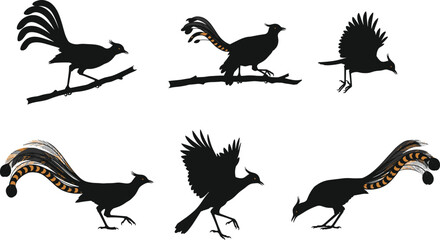 Beautiful exotic bird silhouette vector collection with long decorative tails, flying, perched, and singing poses, perfect for wildlife, nature, design, and art.