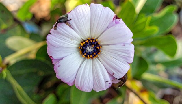 A close-up macro shot of a delicate white and pink daisy with a dark center, attracting small insects.