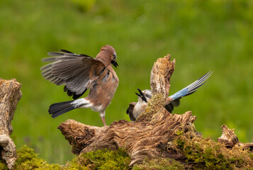 Jay - Garrulus glandarius