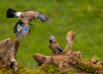Jay - Garrulus glandarius
