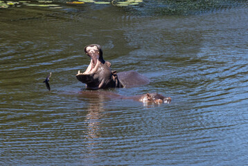 Fototapeta premium Hippopotamus - Hippopotamus amphibius