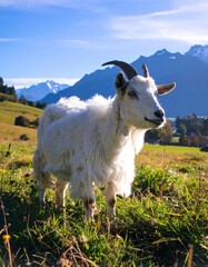 Obraz premium White goat in a grassy field with mountains