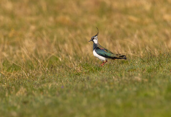 Northern Lapwing - Vanellus vanellus