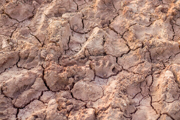 dry cracked earth texture