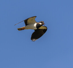 Northern Lapwing - Vanellus vanellus