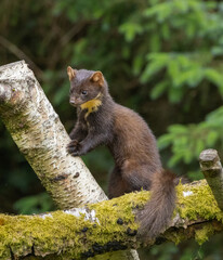 Pine marten - Martes martes