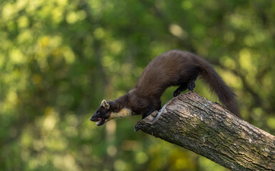 Pine marten - Martes martes