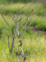 Red-billed quelea - Quelea quelea