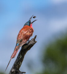 Southern carmine bee-eater- Merops nubicoides