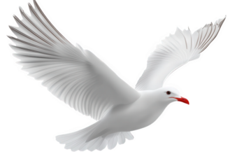 A white seagull soars through the air, its wings spread wide against a clean backdrop isolated on transparent background, showcasing its graceful flight and freedom