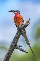 Southern carmine bee-eater- Merops nubicoides