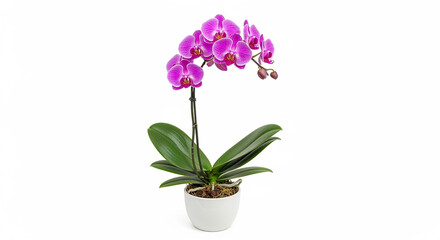 Naklejka premium Fresh Vibrant Pink Orchid Plant in White Pot Isolated on Clean White Background, Elegant Houseplant