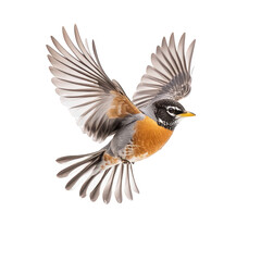 Fototapeta premium A robin in graceful flight, isolated on transparent background, displays its striking orange breast and intricately patterned wings, capturing the essence of avian freedom