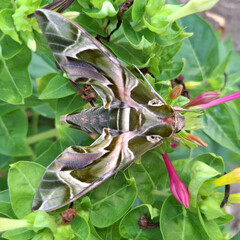 Farfalla Sfinge degli oleandri