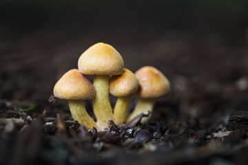 Close-up of forest mushrooms in autumn in the Taunus