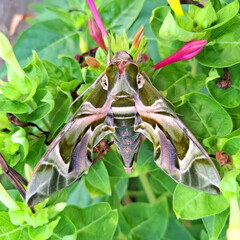 Farfalla Sfinge degli oleandri