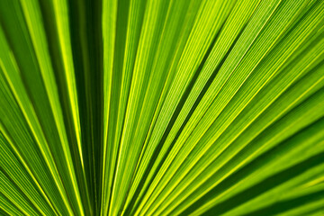 Colorful bright green and yellow structures of a tropical palm tree in Portugal in warm sunlight. Monochrome graphic light and shadow background pattern with selective focus. Macro close up.