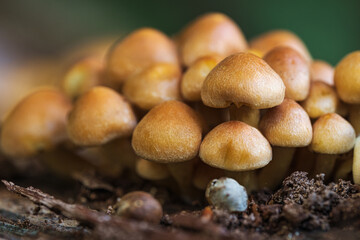 Close-up of forest mushrooms in autumn in the Taunus