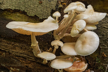 Close-up of forest mushrooms in autumn in the Taunus