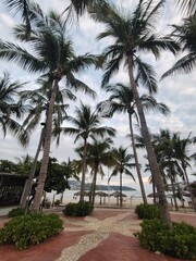palm trees on the beach