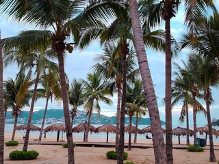 palm trees on the beach