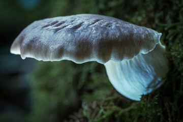 Close-up of forest mushrooms in autumn in the Taunus