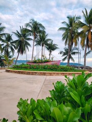 palm trees on the beach