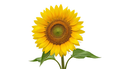 Obraz premium Vibrant Yellow Sunflower with Green Leaves and Stem Isolated on Pure White Background, a Symbol of Summer and Happiness