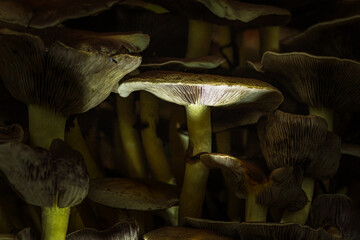 Close-up of forest mushrooms in autumn in the Taunus