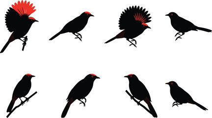 Silhouette illustration of exotic tropical bird with long decorative tail feathers, flying, perched, and singing poses for wildlife, nature, and design.