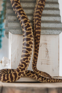 Pet snake - Stimson Python - exploring small white wooden house