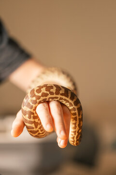 Stimson Python wrapped around hand with copy space