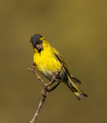 Siskin - Spinus spinus