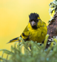 Siskin - Spinus spinus