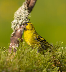 Siskin - Spinus spinus