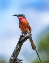 Southern carmine bee-eater- Merops nubicoides