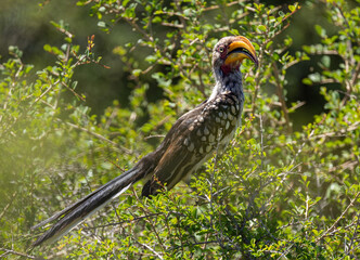Southern yellow-billed hornbill - Tockus leucomelas