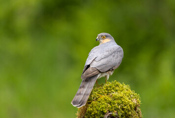Sparrowhawk - Accipiter nisus