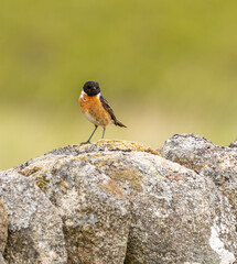 Stonechat - Saxicola rubicola