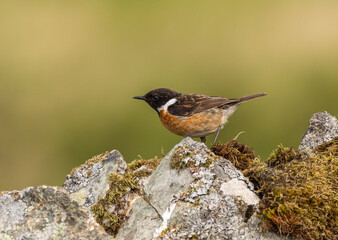 Stonechat - Saxicola rubicola