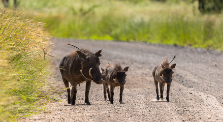 Warthog - Phacochoerus africanus