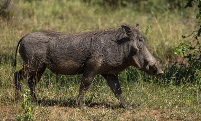 Warthog - Phacochoerus africanus