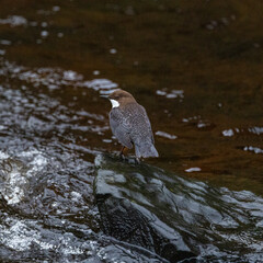 White-throated dipper - Cinclus cinclus hibernicus