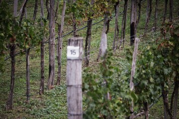 Vineyard.